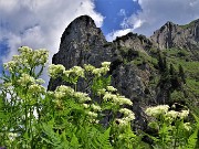 26 Torrione del Corno Branchino con ombrellifera Chaerophyllum hirsutum (Cerfoglio selvatico) 